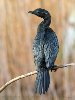 Pygmy Cormorant (Microcarbo pygmaeus)