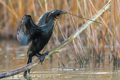 Pygmy Cormorant (Microcarbo pygmaeus)
