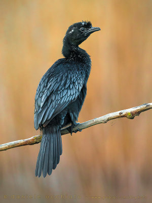Pygmy Cormorant (Microcarbo pygmaeus)