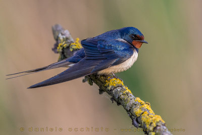 Barn Swallow (Hirundo rustica)