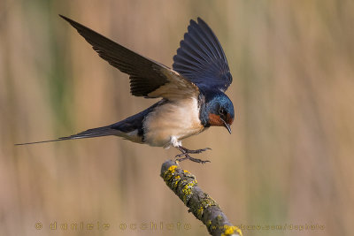 Barn Swallow (Hirundo rustica)