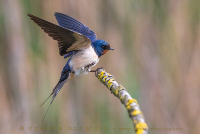 Barn Swallow (Hirundo rustica)