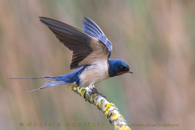 Barn Swallow (Hirundo rustica)