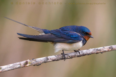 Barn Swallow (Hirundo rustica)