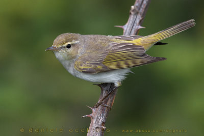 Western Bonelli's Warbler (Phylloscopus bonelli)