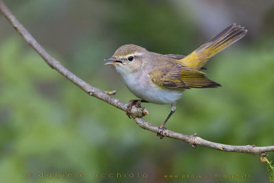 Western Bonelli's Warbler (Phylloscopus bonelli)