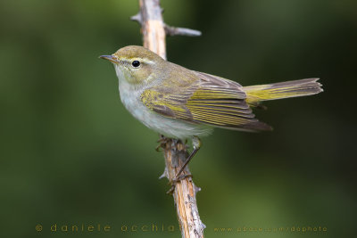 Western Bonelli's Warbler (Phylloscopus bonelli)