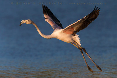 Greater Flamingo (Phoenicopterus ruber)