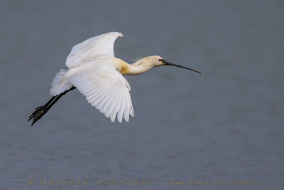 Eurasian Spoonbill (Platalea leucorodia)