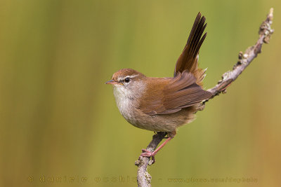 Cetti's Warbler (Cettia cetti)