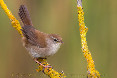 Cetti's Warbler (Cettia cetti)