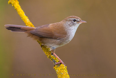 Cetti's Warbler (Cettia cetti)