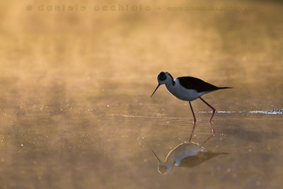 Black-winged Stilt (Himantopus himantopus)