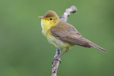 Melodious Warbler (Hippolais polyglotta)