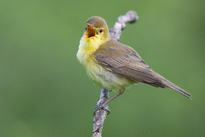 Melodious Warbler (Hippolais polyglotta)