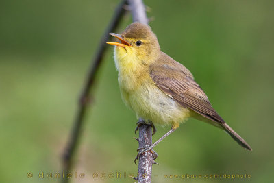 Melodious Warbler (Hippolais polyglotta)