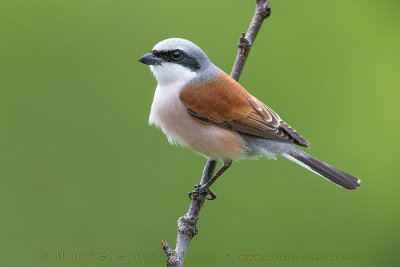 Red-backed Shrike (Lanius collurio)