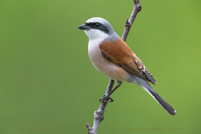 Red-backed Shrike (Lanius collurio)