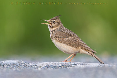 Crested Lark (Galerida cristata)