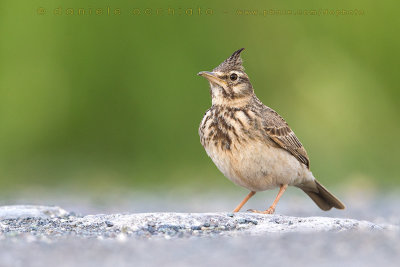 Crested Lark (Galerida cristata)