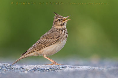 Crested Lark (Galerida cristata)