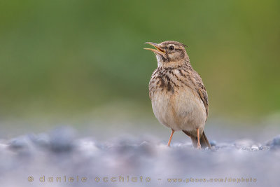 Crested Lark (Galerida cristata)