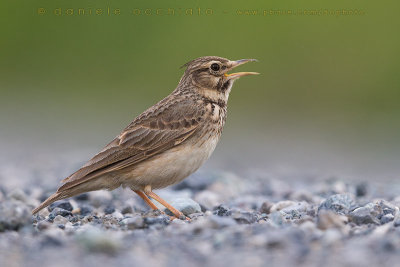 Crested Lark (Galerida cristata)