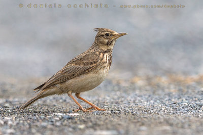 Crested Lark (Galerida cristata)