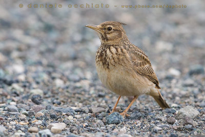 Crested Lark (Galerida cristata)