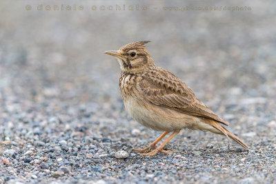 Crested Lark (Galerida cristata)