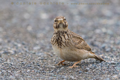 Crested Lark (Galerida cristata)