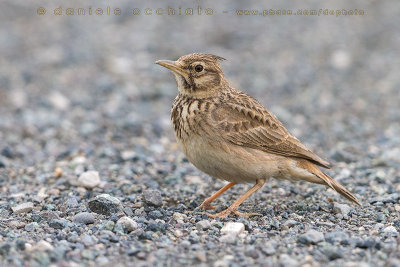 Crested Lark (Galerida cristata)