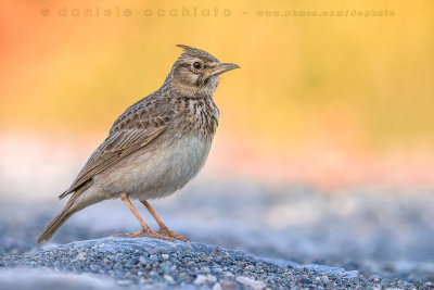 Crested Lark (Galerida cristata)