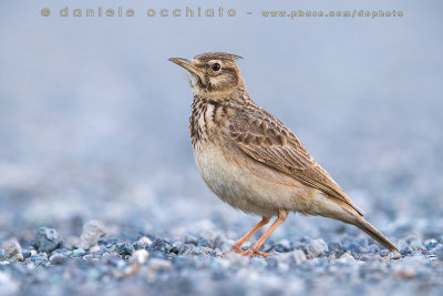 Crested Lark (Galerida cristata)