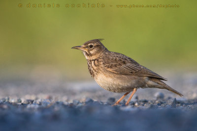 Crested Lark (Galerida cristata)