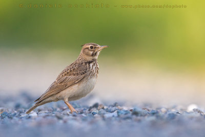 Crested Lark (Galerida cristata)