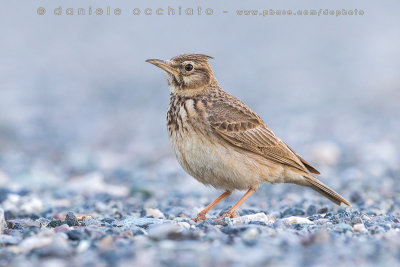 Crested Lark (Galerida cristata)