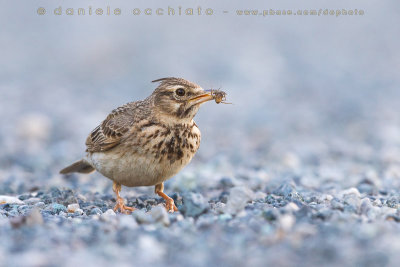 Crested Lark (Galerida cristata)