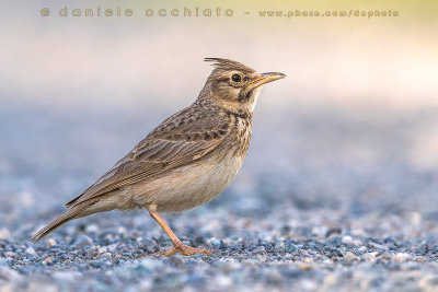 Crested Lark (Galerida cristata)