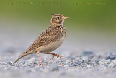 Crested Lark (Galerida cristata)