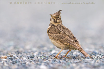 Crested Lark (Galerida cristata)