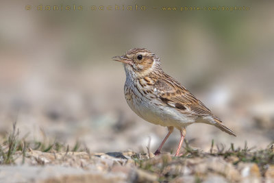 Woodlark (Lullula arborea)