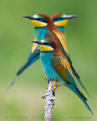 European Bee-eater (Merops apiaster)