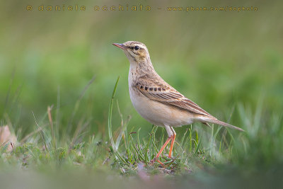 Tawny Pipit (Anthus campestris)