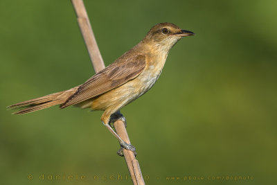 Great Reed Warbler (Acrocephalus arundinaceus)