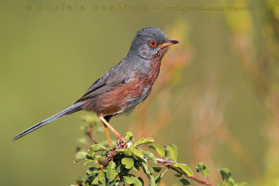 Dartford Warbler (Sylvia undata)