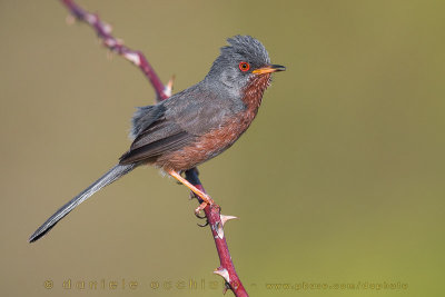 Dartford Warbler (Sylvia undata)