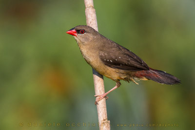 Red Avadavat (Amandava amandava)