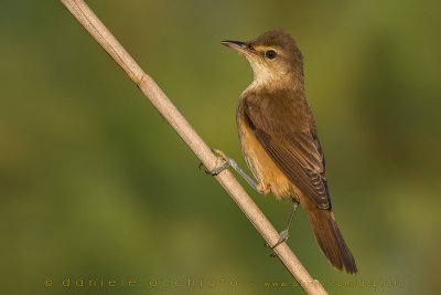 Great Reed Warbler (Acrocephalus arundinaceus)