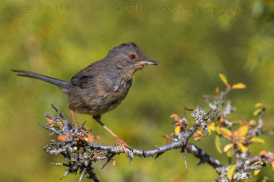 Dartford Warbler (Sylvia undata)